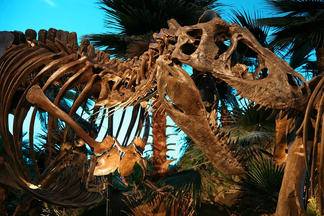Tyrannosaurus Rex Bucky, The Children's Museum of Indianapolis.