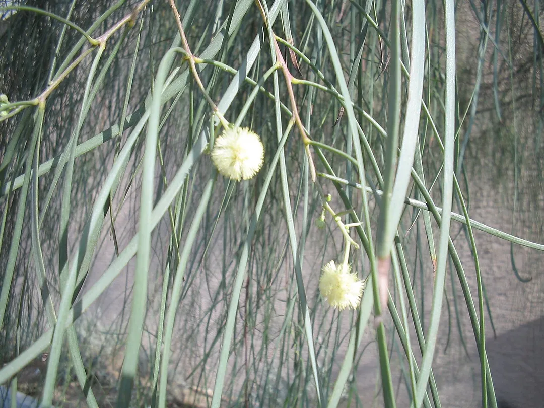 Acacia stenophylla Flowers