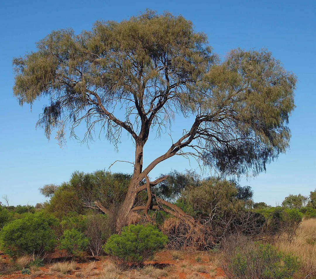 Acacia estrophiolata habit