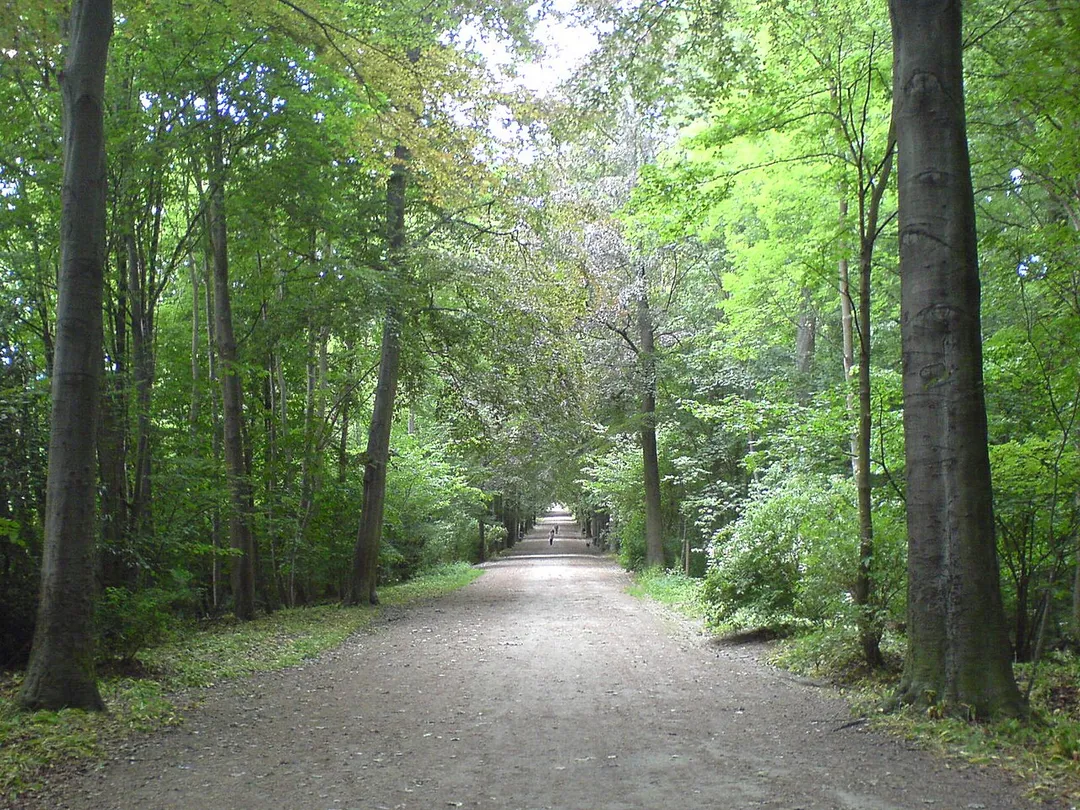 Beech along path in Dieleghem forest.