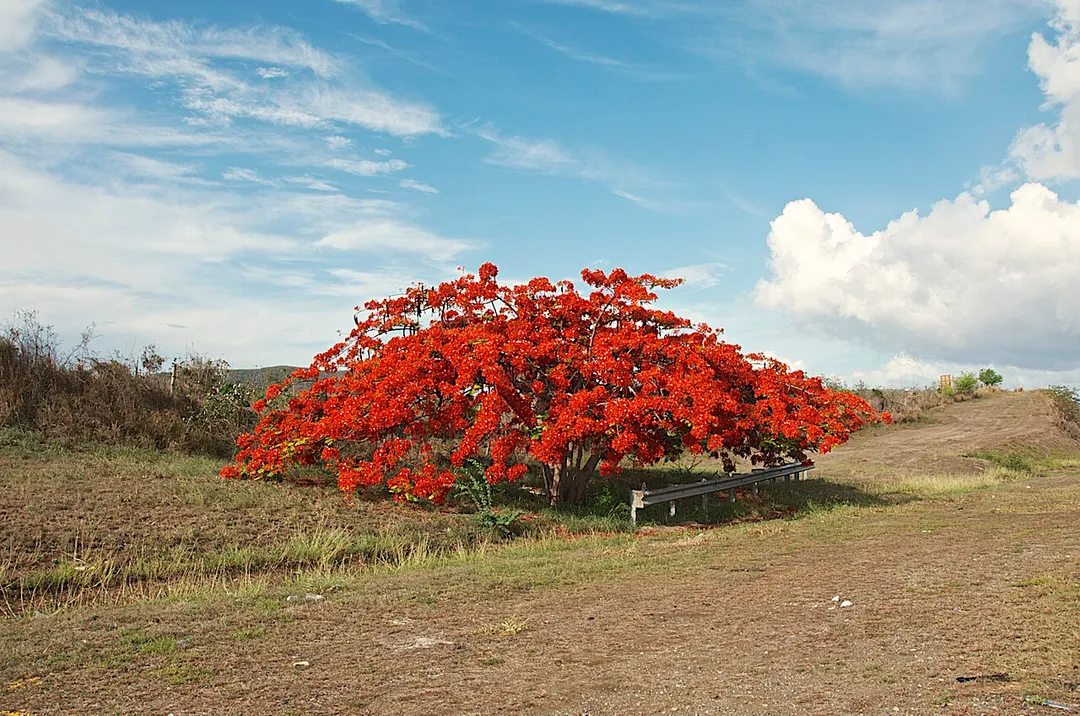 Flamboyan tree, Juana Diaz, PR