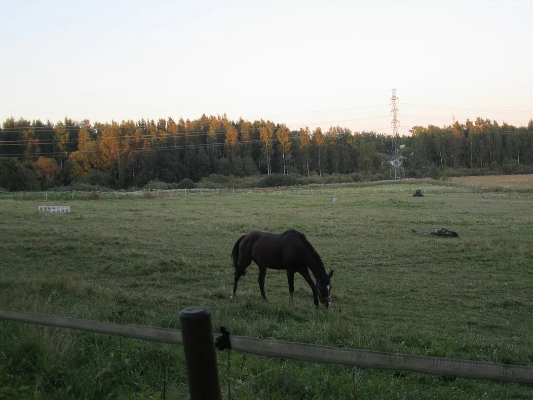 Hevonen vuoden 2015 elokuun iltana Kaarelan ratsastuskoulun niityllä.
