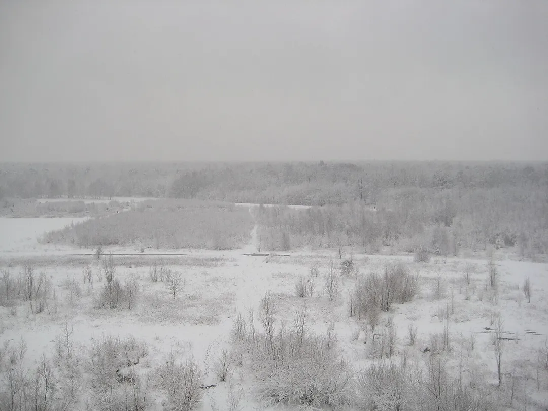 A view of snow-covered Kabaty Woods.