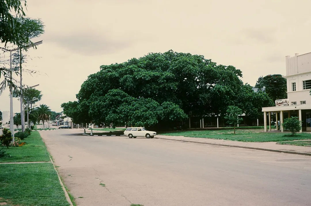 The Big Tree National Monument cape fig tree is a prominent feature in downtown Kabwe, Zambia.  It is a cool place for friendly conversations; and to wait for a taxi or driving instructor.
