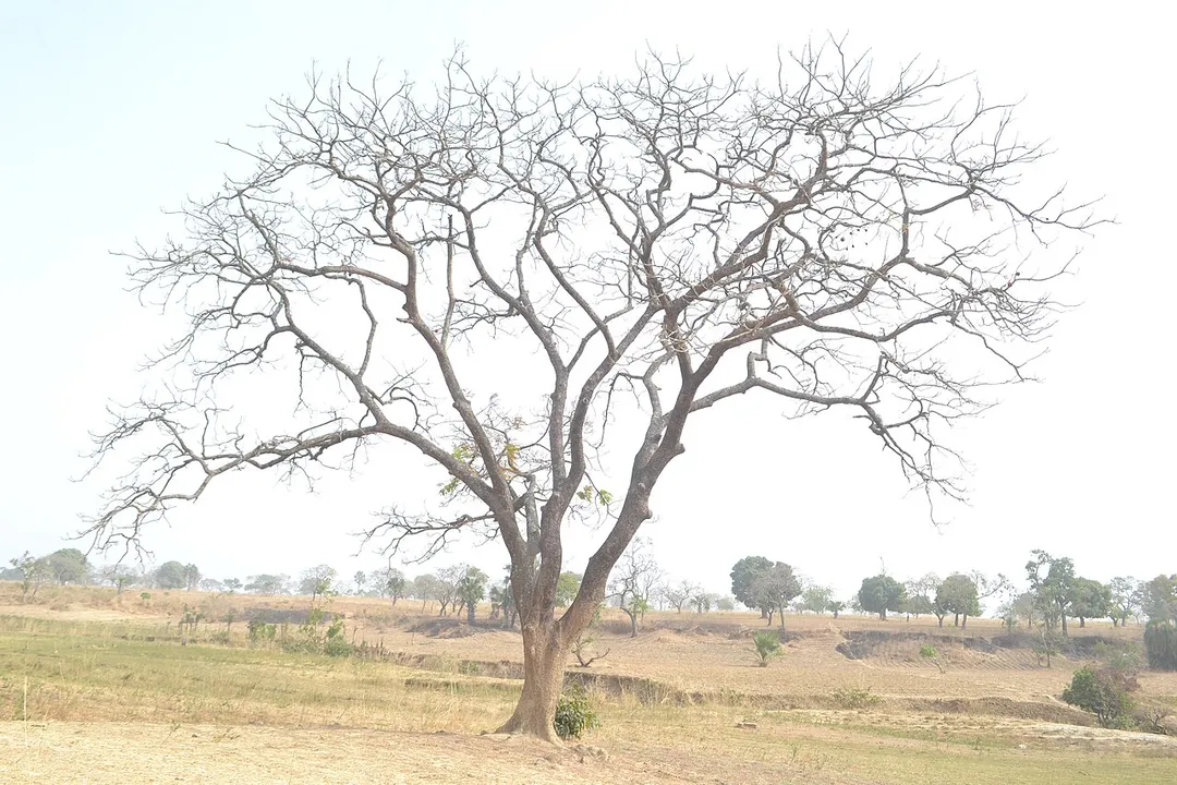 A withered tree in the bush in Gumel-Kachia, Kaduna State, Nigeria