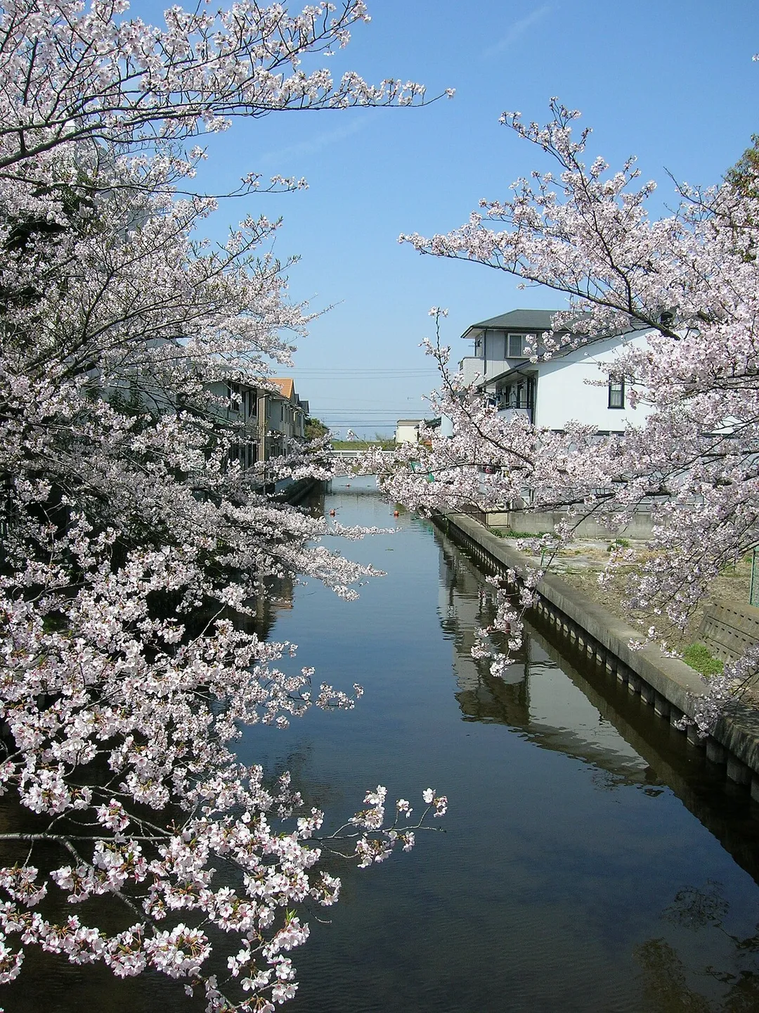 Saya-gawa (Saya river)
Loc: Kanie town, Ama District, Aichi Prefecture, Japan.
ja:佐屋川
撮影場所 蟹江町八幡2丁目・佐屋川創郷公園から上流方向