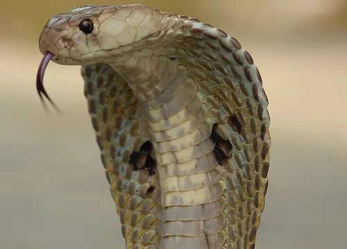 Indian Spectacled Cobra, one of India's venomous snakes.