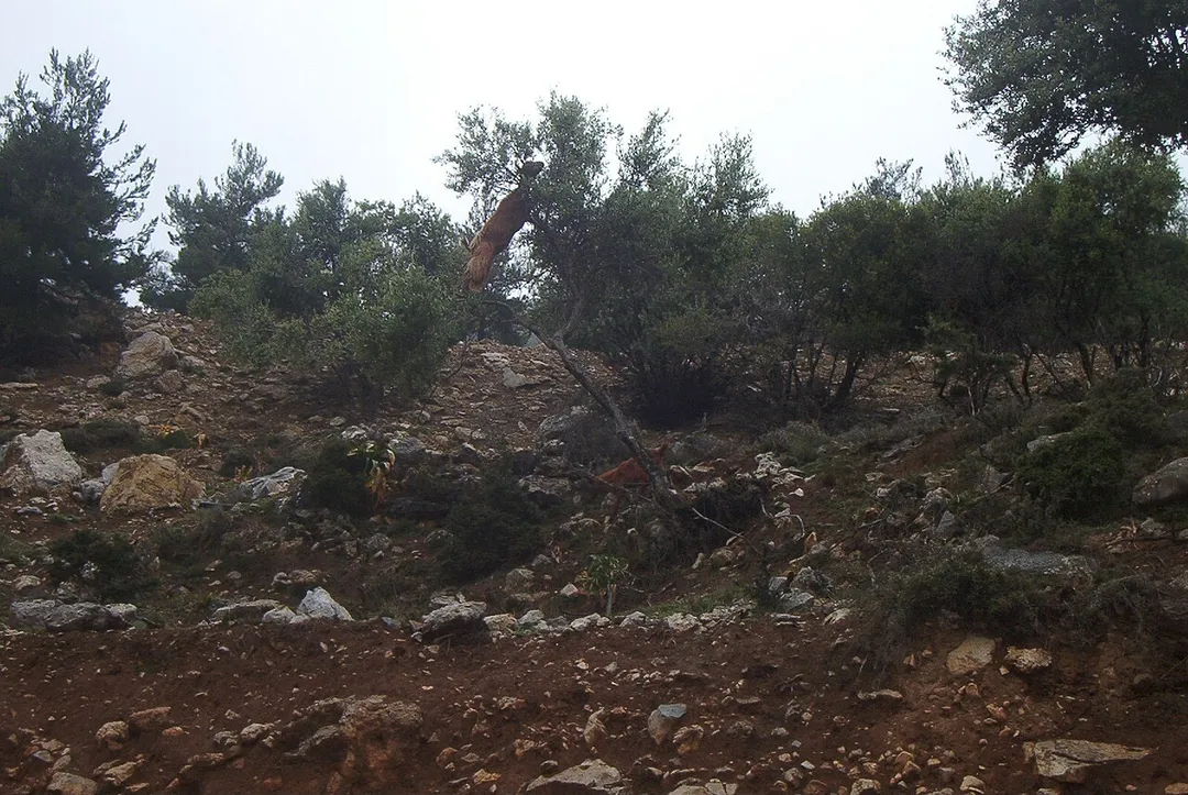 Katsika_pano_se_dentro/ A goat onto a tree.