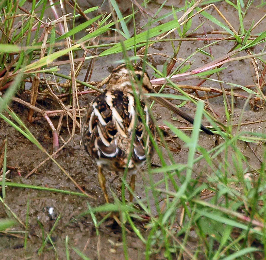 African Snipe (Gallinago nigripennis) Lake Mburo, Uganda
