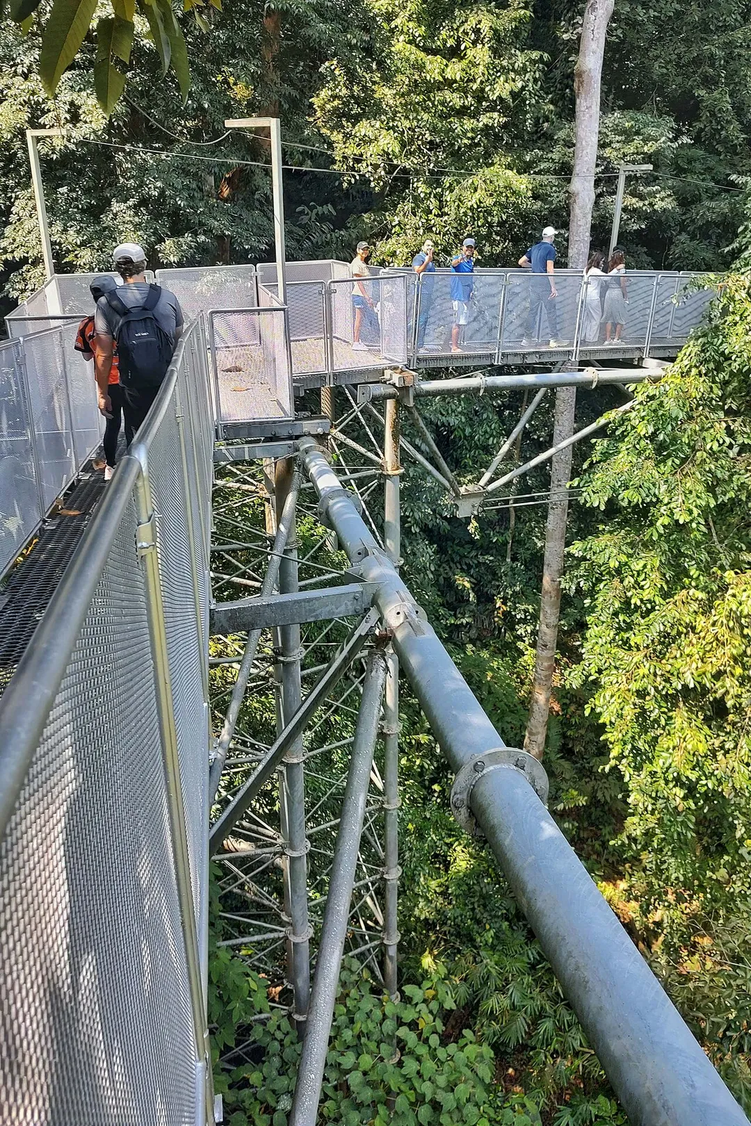 View from the top of the Sungai Sedim Treetop Walkway.