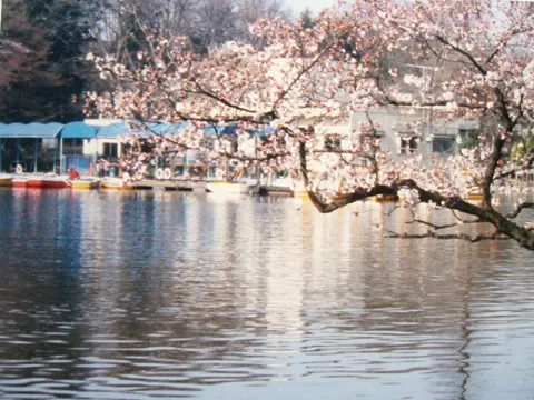 Cherry blossom in Inokashira Park, Kichijoji. Personal photograph