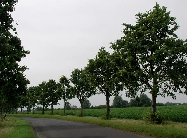 Mill Lane, Kilpin, East Riding of Yorkshire, England.Windswept trees on Mill Lane, northwest of Kilpin village on the road to Howden.