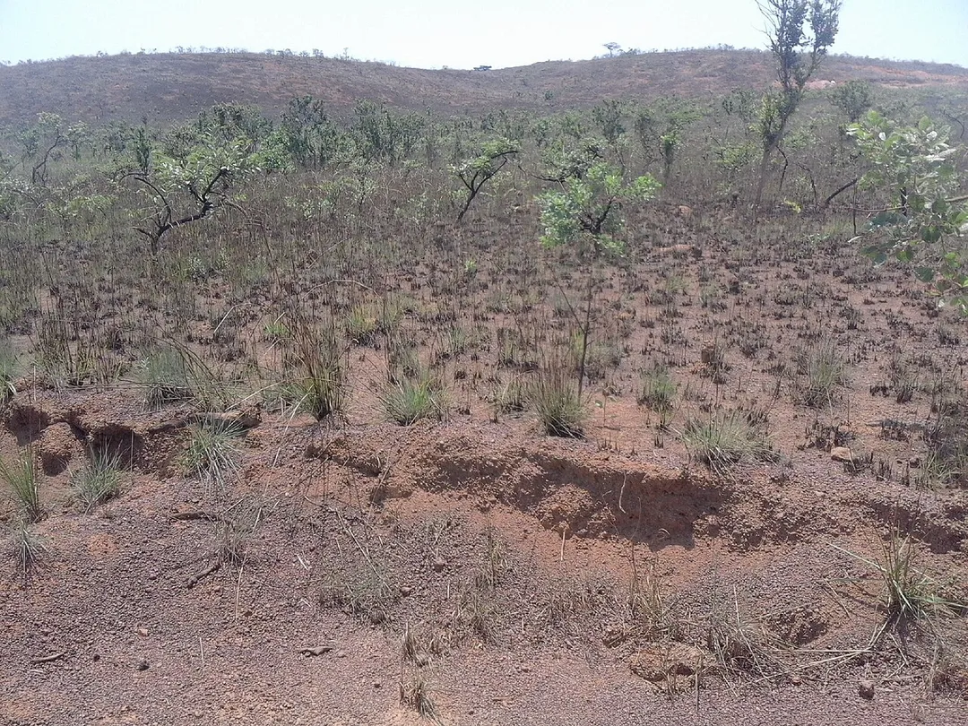 Slash and burn in DRC