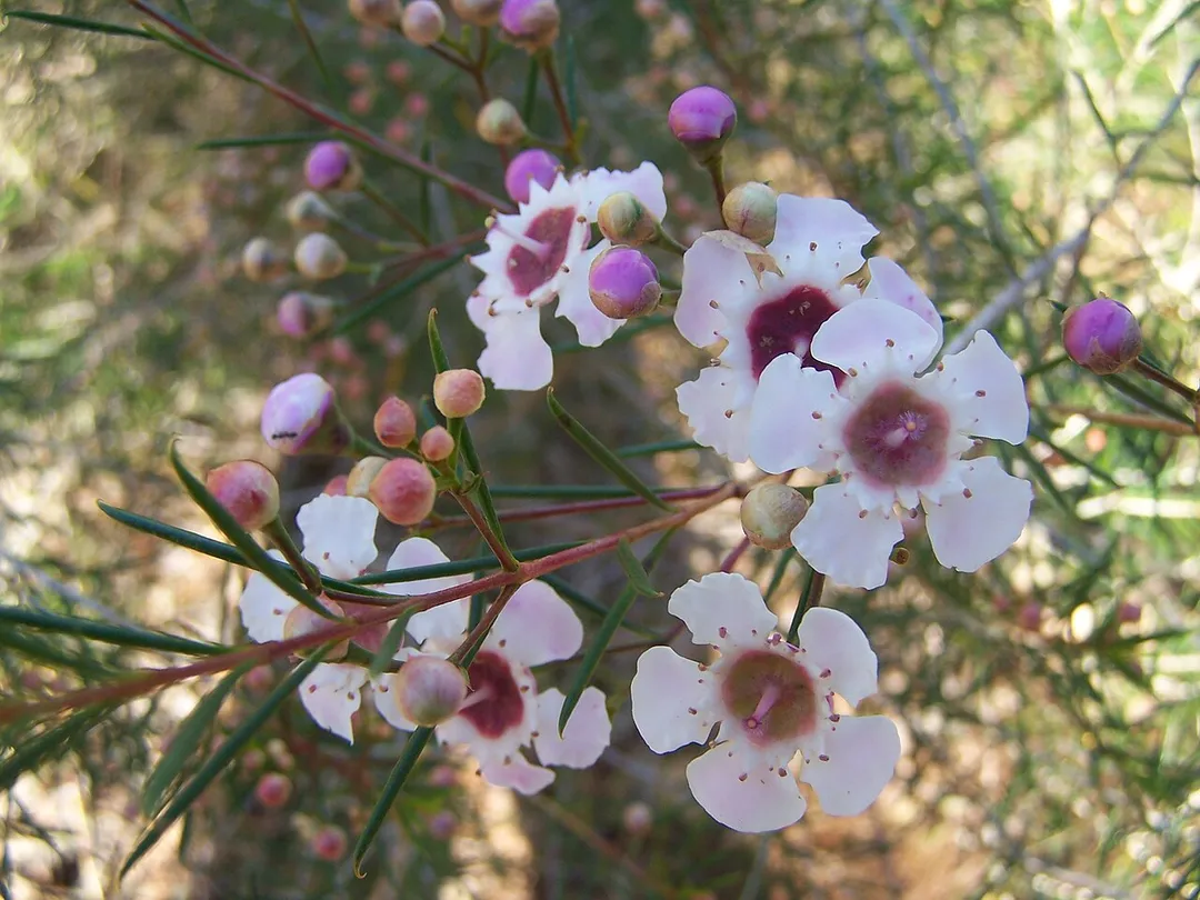 Chamelaucium uncinatum, Geraldton Wax part of the myrtacaea genus, planted in Biotanical beds Kings Park