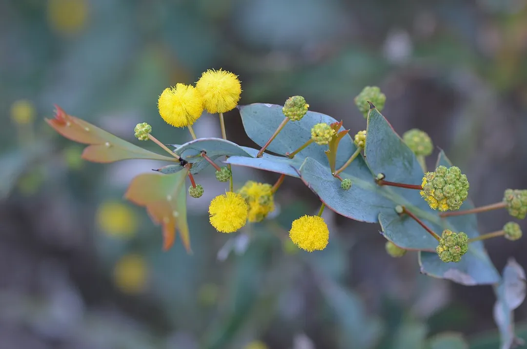 Acacia glaucoptera. Kings Park, Western Australia