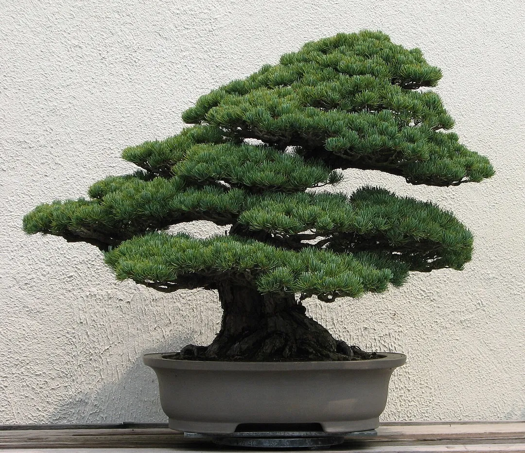 A Japanese White Pine (Pinus parviflora) bonsai on display at the National Bonsai &amp; Penjing Museum at the United States National Arboretum.  According to the tree's display placard, the age of this tree is unknown.  It was donated by Daizo Iwasaki.  This is the "back" of the tree.