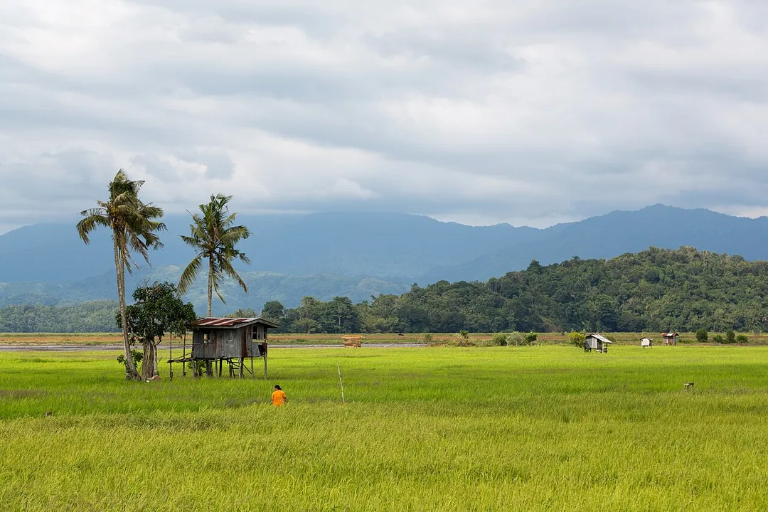 Kota Belud, Sabah: A rice padi of the Tempassuk II rice padi sector