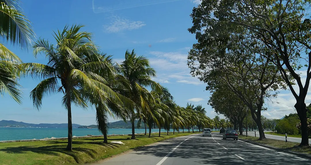Coconut trees along the Kota Kinabalu main road. Sabah, Malaysia.