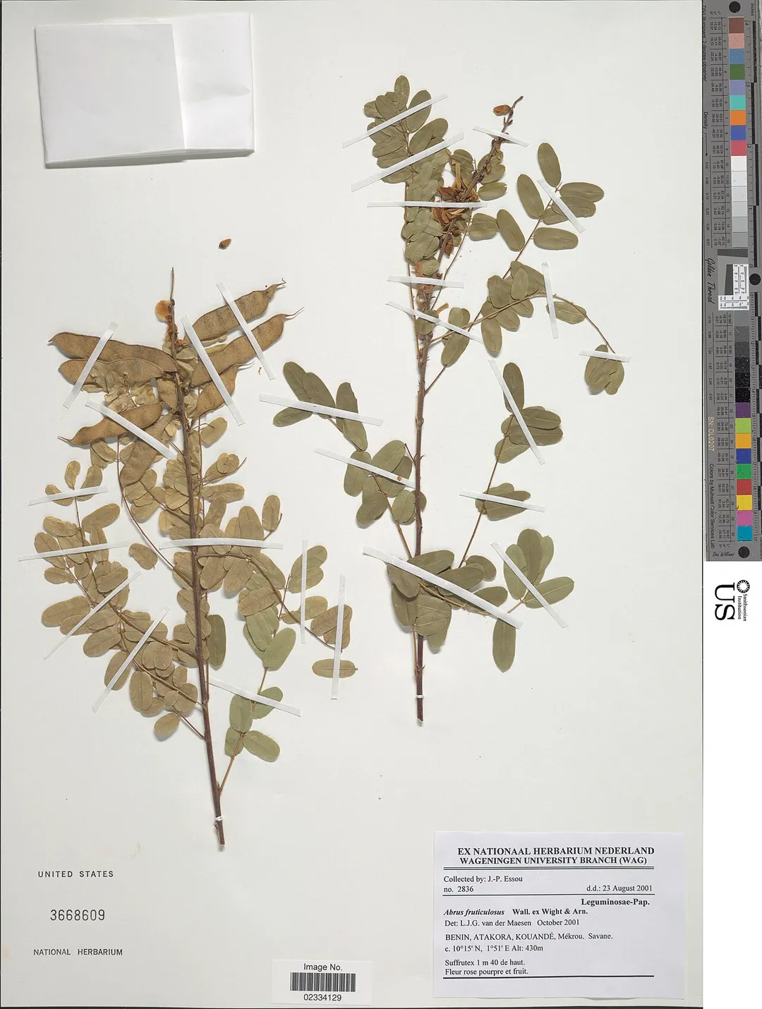 *Abrus fruticulosus Wight &amp; Arn.
Object Details
Biogeographical Region
22 - West Tropical Africa
Collector
J. -. Essou
Min. Elevation
430
Record Last Modified
2 Nov 2017
Specimen Count
1
Collection Date
23 Aug 2001
Barcode
02334129
USNM Number
3668609
Place
Kouandé, Mékrou, Atakora, Benin, Africa
Published Name
Abrus fruticulosus Wight &amp; Arn.
Taxonomy
Plantae Dicotyledonae Rosales Fabaceae Faboideae
NMNH - Botany Dept.
Record ID
nmnhbotany_13639527
Usage of Metadata (Object Detail Text)
CC0
GUID (Link to Original Record)

http://n2t.net/ark:/65665/3ee3f72d2-968b-4d41-b105-4cb38015adca