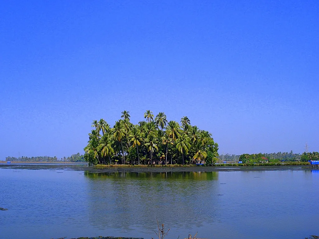 Palms in Kumbalangy, Ernakulam