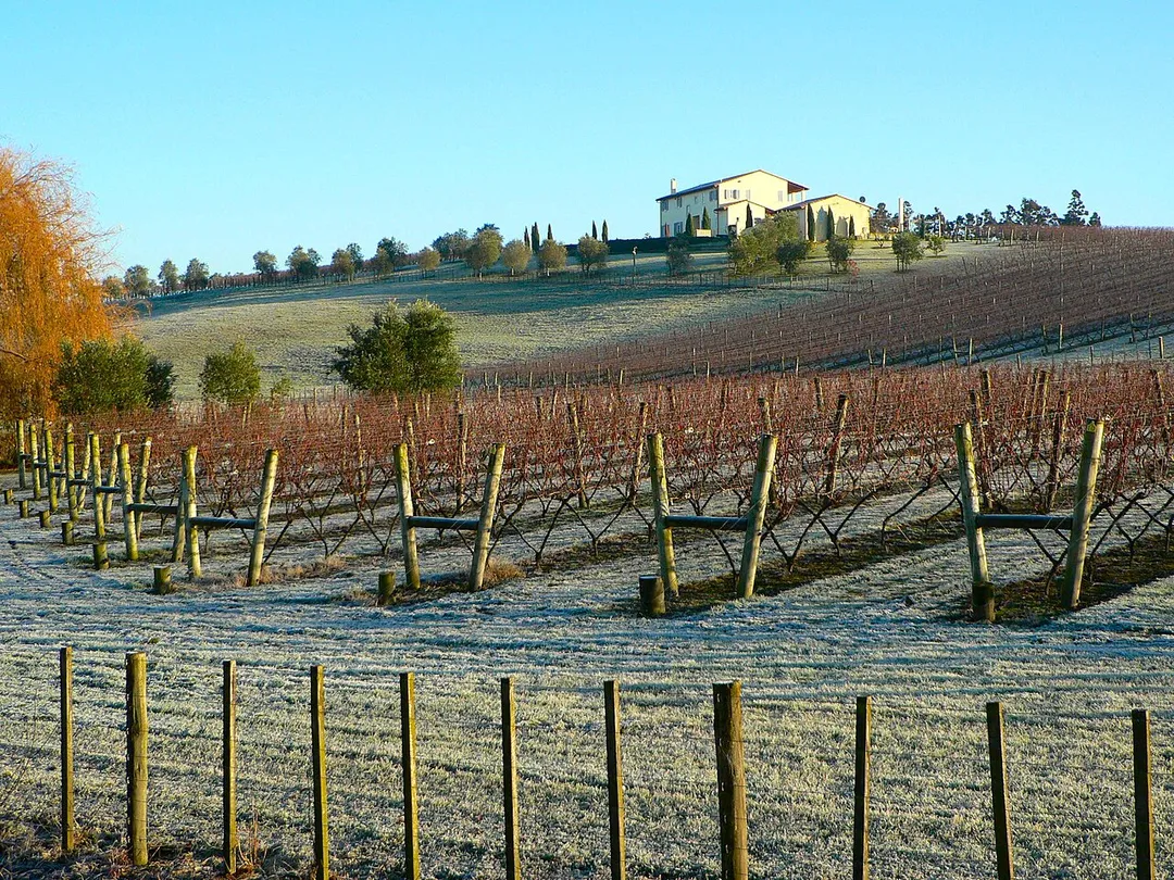 Taken in Kumeu, Waitakere City, Auckland, New Zealand. This photo illustrates a relatively new style of wine grapevine spur training that trains the spurs into a 60° V shape on multiple trellis wires. The aim is to allow more sunlight and air circulation into the wines and increase yields.