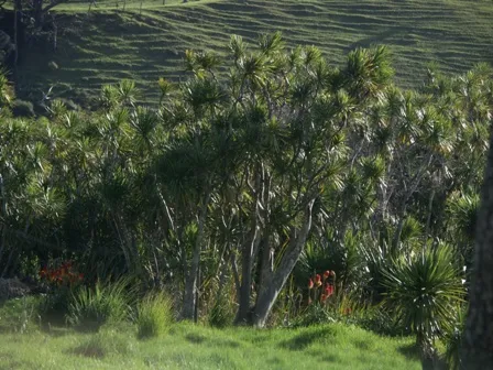 Bethels Beach Cabbage Trees - photo taken and uploaded by Paul Moss, Photographer, Artist, Paul Moss Photographer Artist NZ