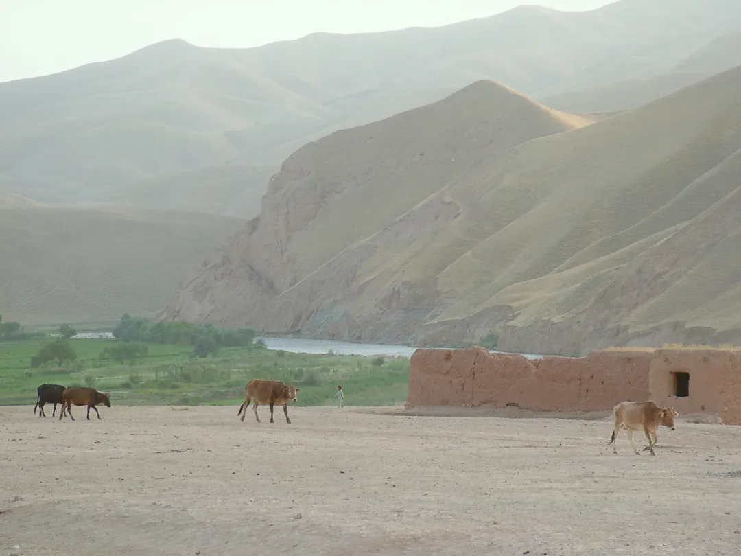 Rinder bei Kunduz, Afghanistan