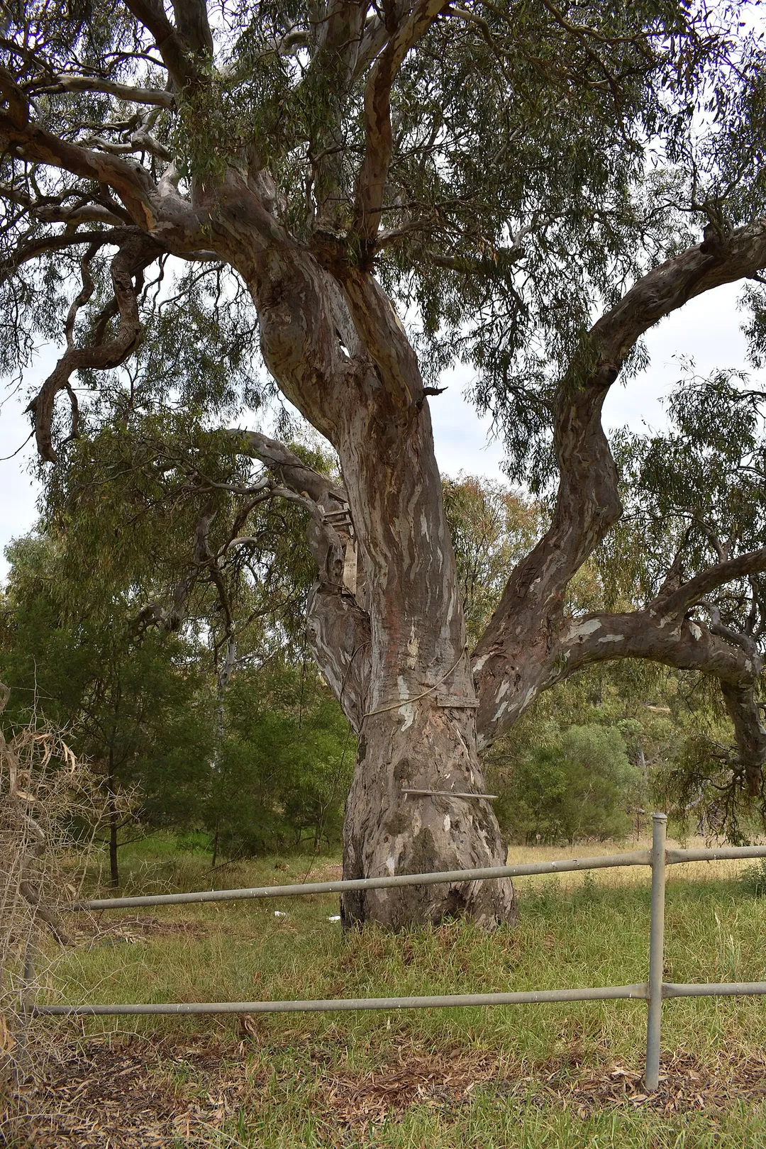 A tree on the banks of Toolern Creek in Kurunjang, Victoria