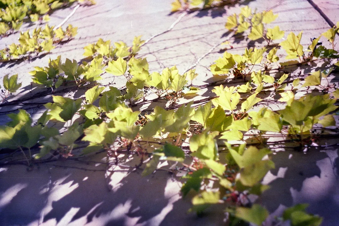500px provided description: Vignes [#Summer ,#France ,#Light ,#Analog ,#?t? ,#Argentique ,#Organic picture ,#Sans retouche]