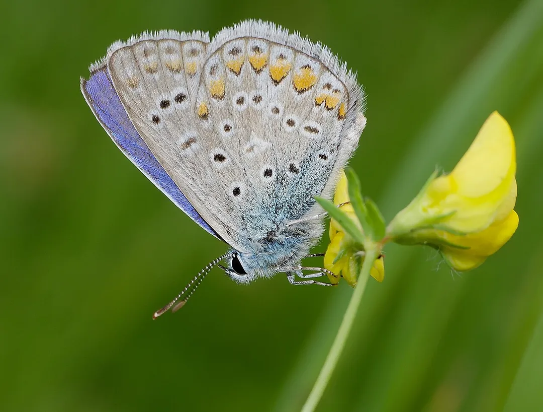 Hauhechel-Bläuling - Polyommatus icarus, Männchen. Aufgenommen in Ladenburg am Kanzelbach, Baden-Württemberg, Deutschland.