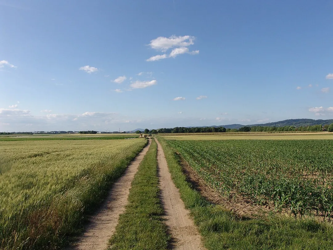 Fields in Ladenburg, Summer.