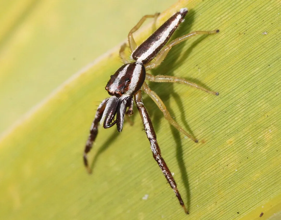 Hentzia grenada jumping spider in Lakeland Highlands Scrub