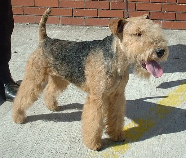 Lakeland Terrier "en.wikipedia.org 00:19, 26 November 2003 . . 600×509 (96 KB) . . Sannse