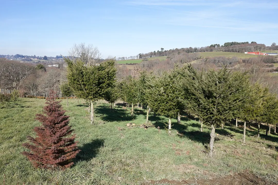 Pseudotsuga menziesii and Cryptomeria japonica 'Elegans'. Codesedo, Doade, Lalín