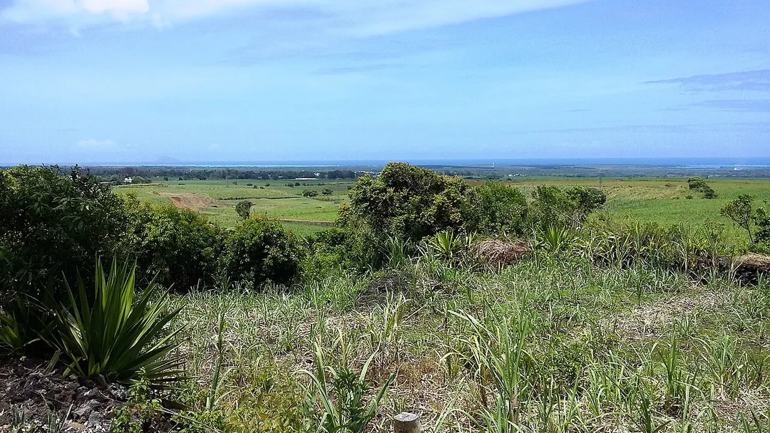 Vast sugarcane field in Giroday Road, Lalmatie, Mauritius