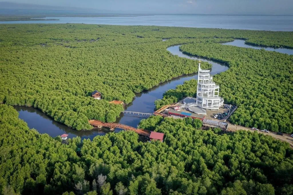 Mangrove in Langsa City, Aceh, Indonesia