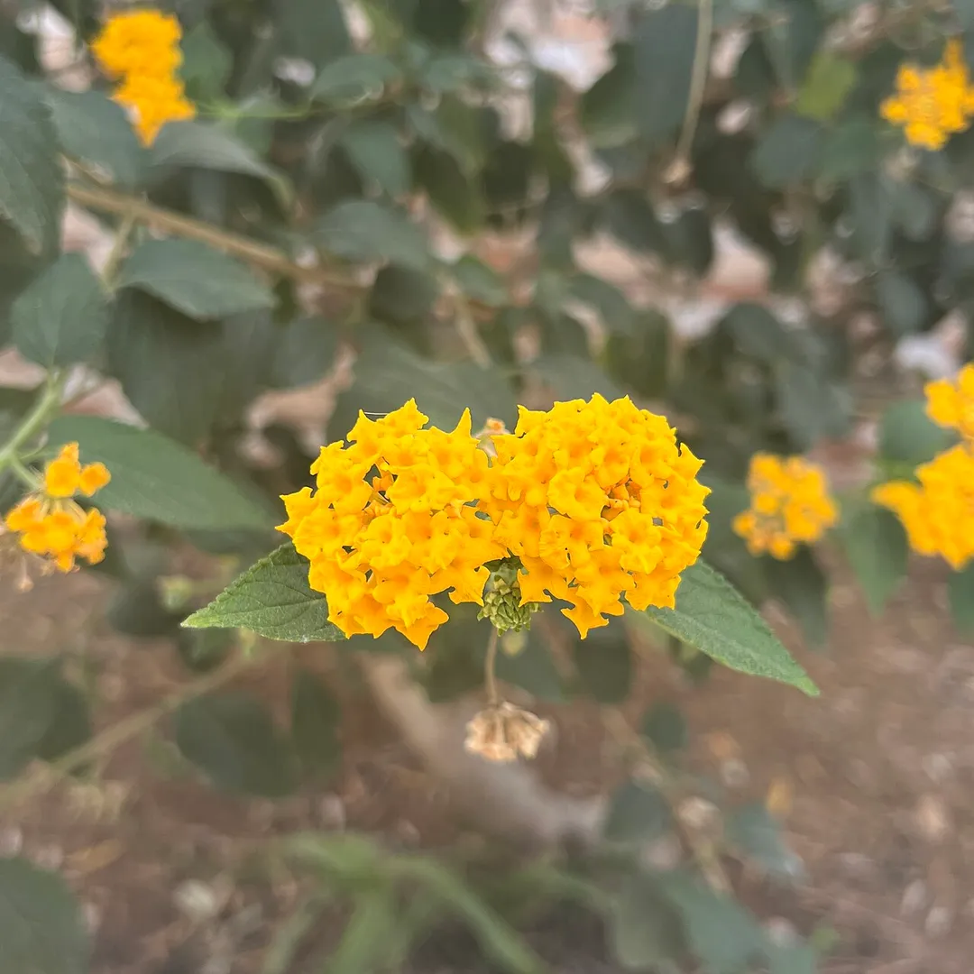 Lantanas