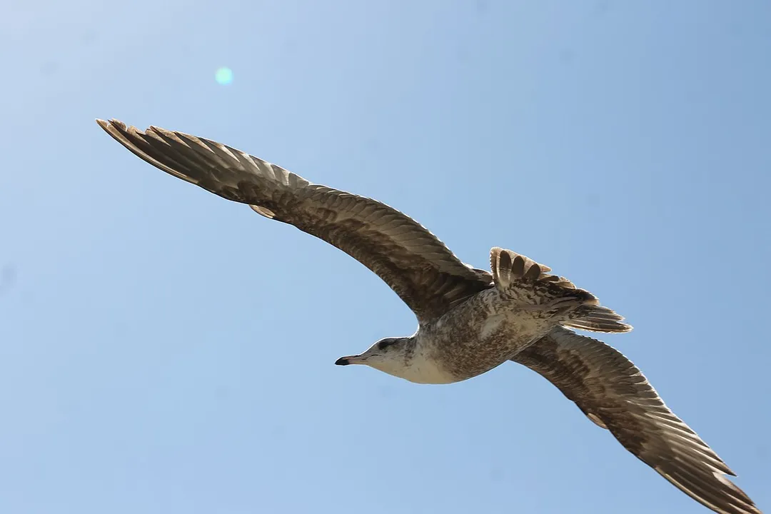A Seagull over Las Flores Viewpoint in California.