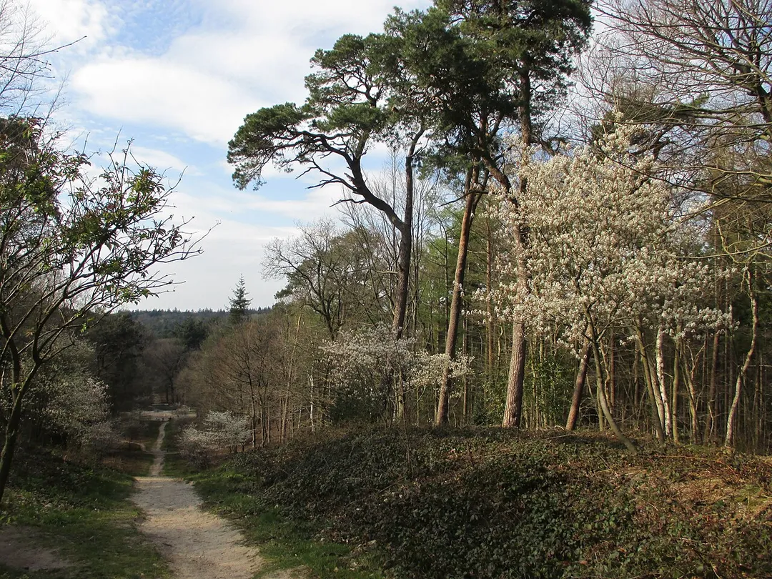 Uitzicht vanaf de Donderberg (Leersum). Kijkrichting Oost