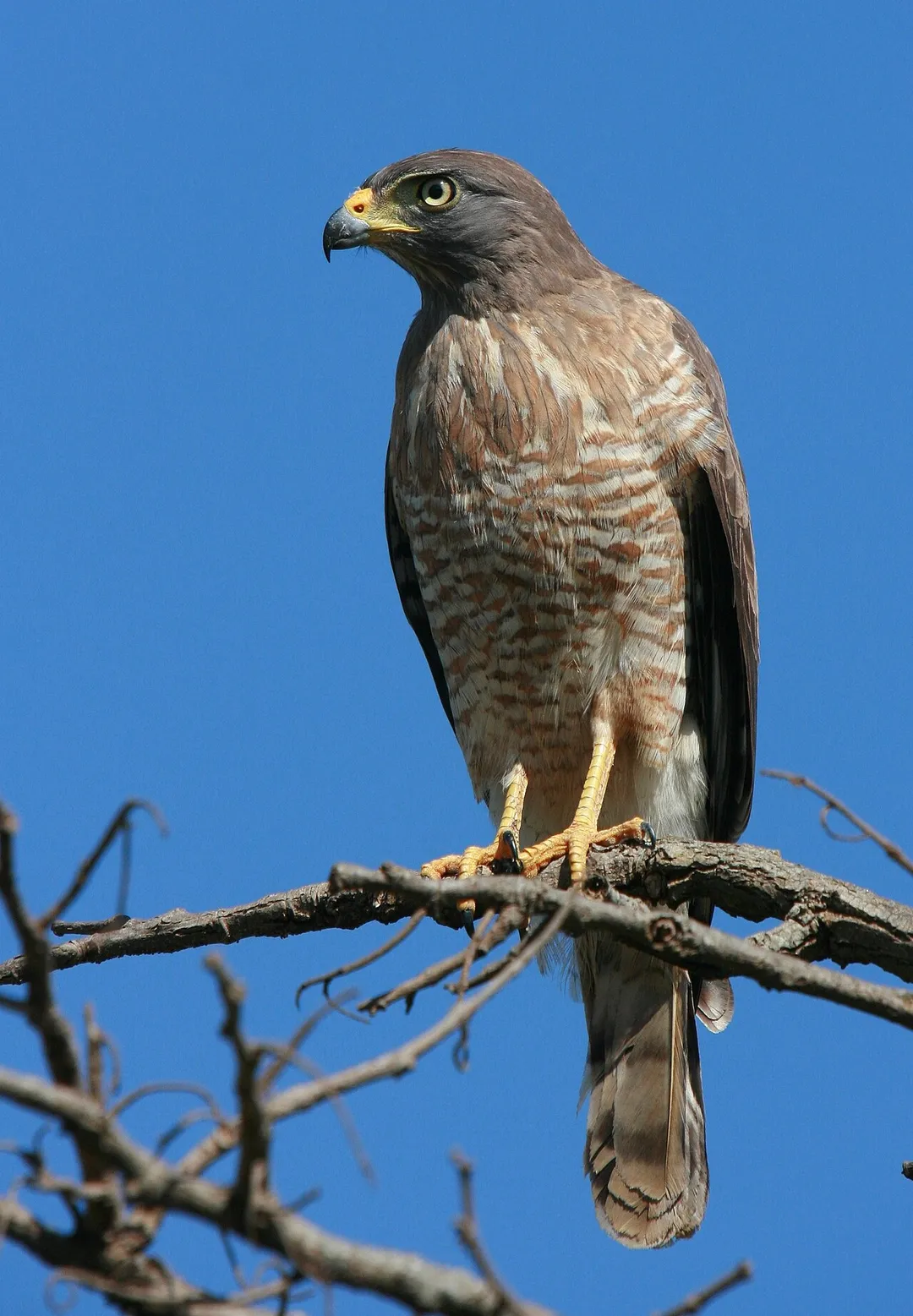 A Roadside Hawk (Buteo magnirostris) perched in a tree in Goiânia, Goiás, Brazil.