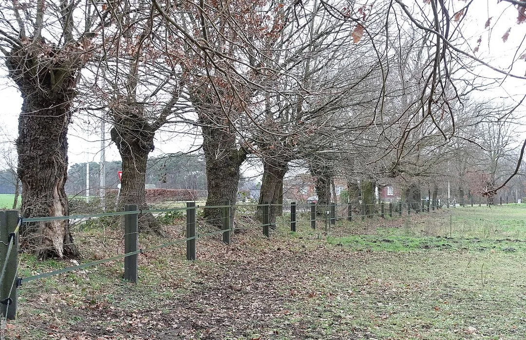 Knoteiken bij weiland,  een voormalig kamp, nog zichbare resten van oude heideontginning in Linkhout (Lummen).  Beschermd als monument 9749.