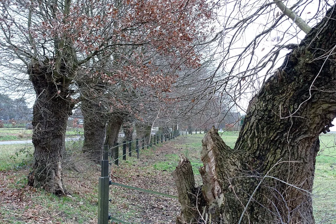 Knoteiken bij weiland,  een voormalig kamp, nog zichbare resten van oude heideontginning in Linkhout (Lummen).  Beschermd als monument 9749.