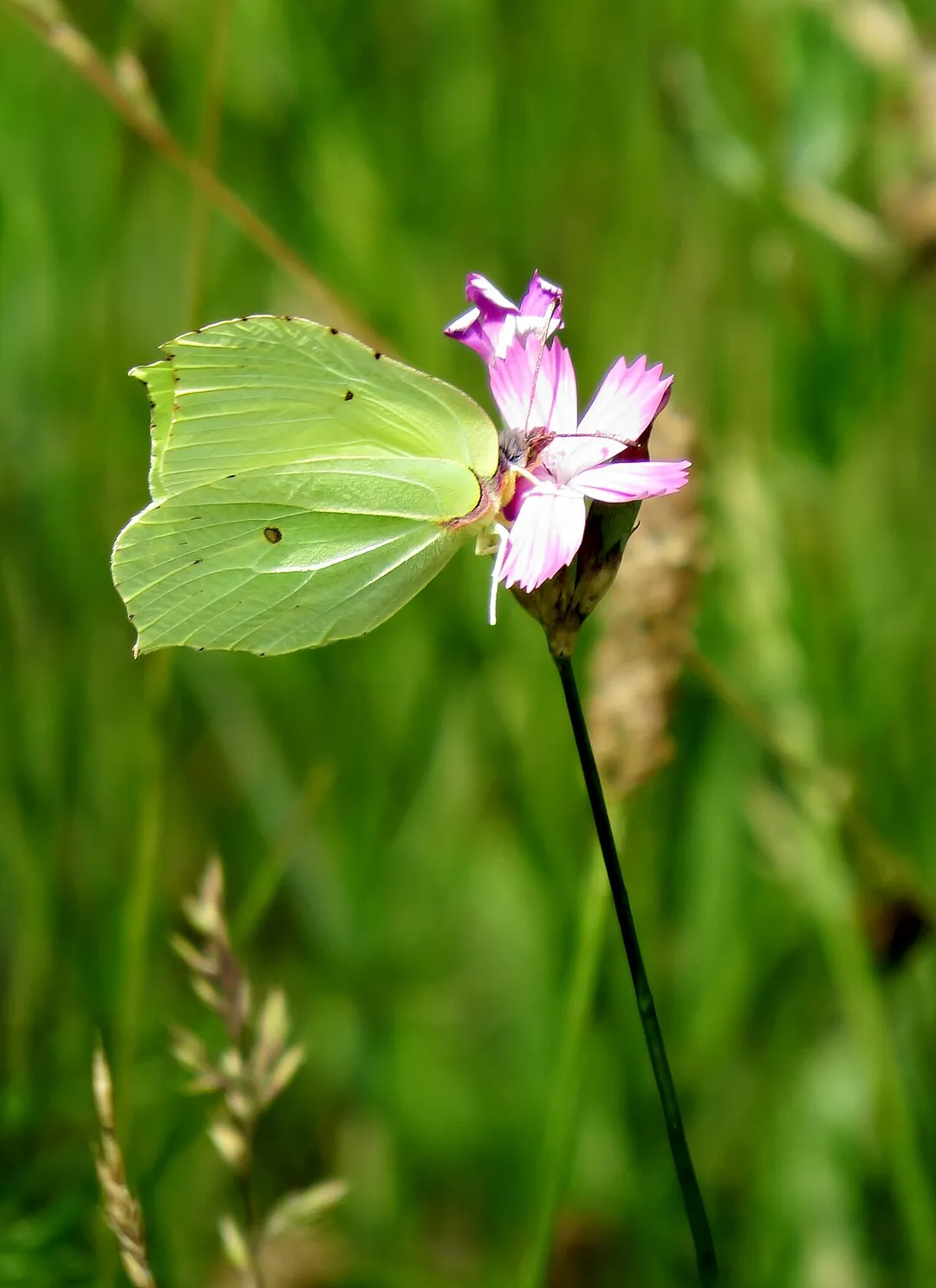 Gonepteryx rhamni. Lisovyi masyv, Kiev, Ukraine