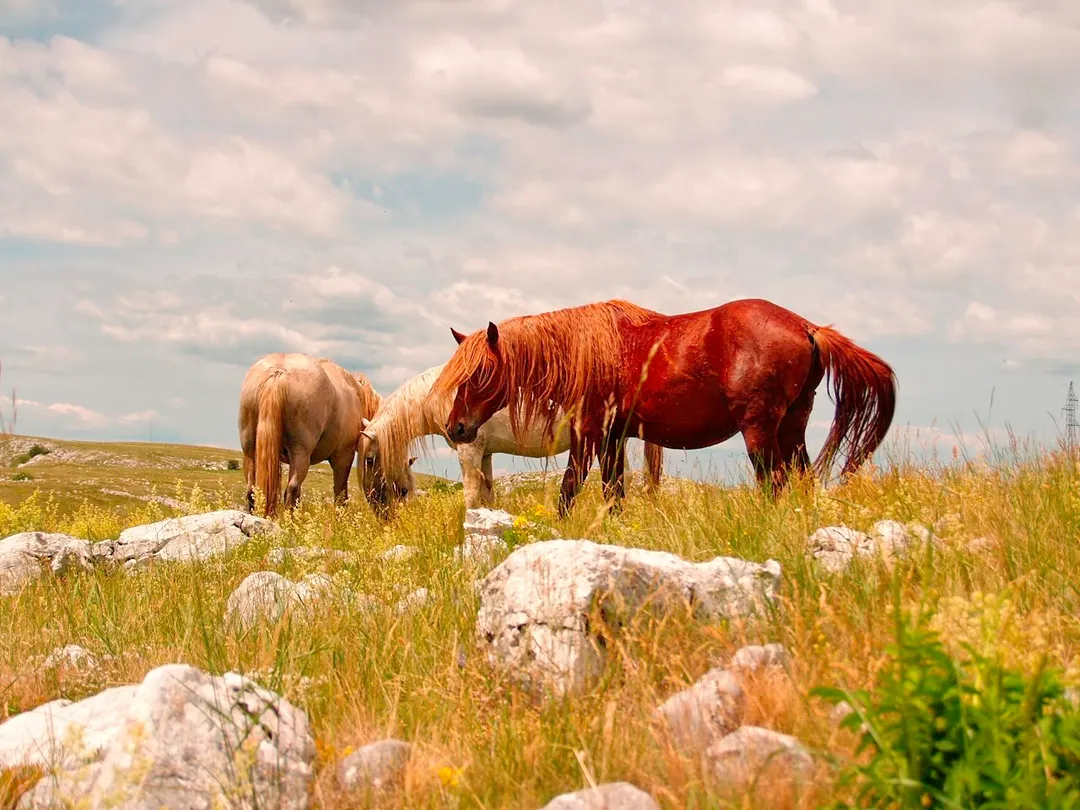 Photo of Livno