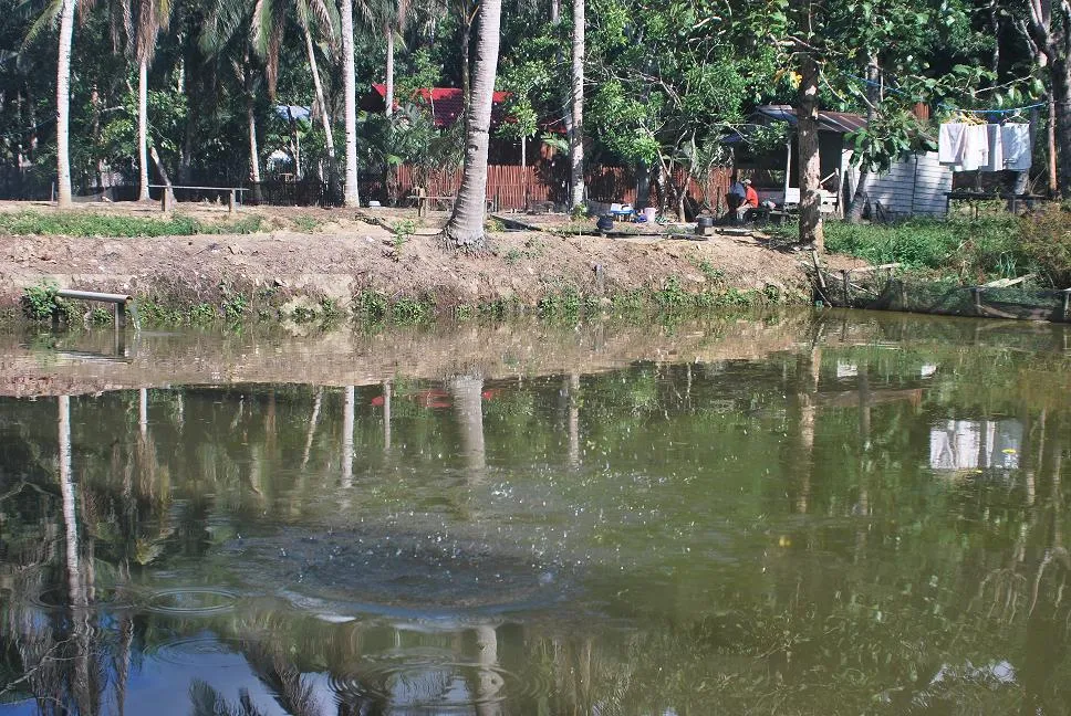 kolam pemancingan