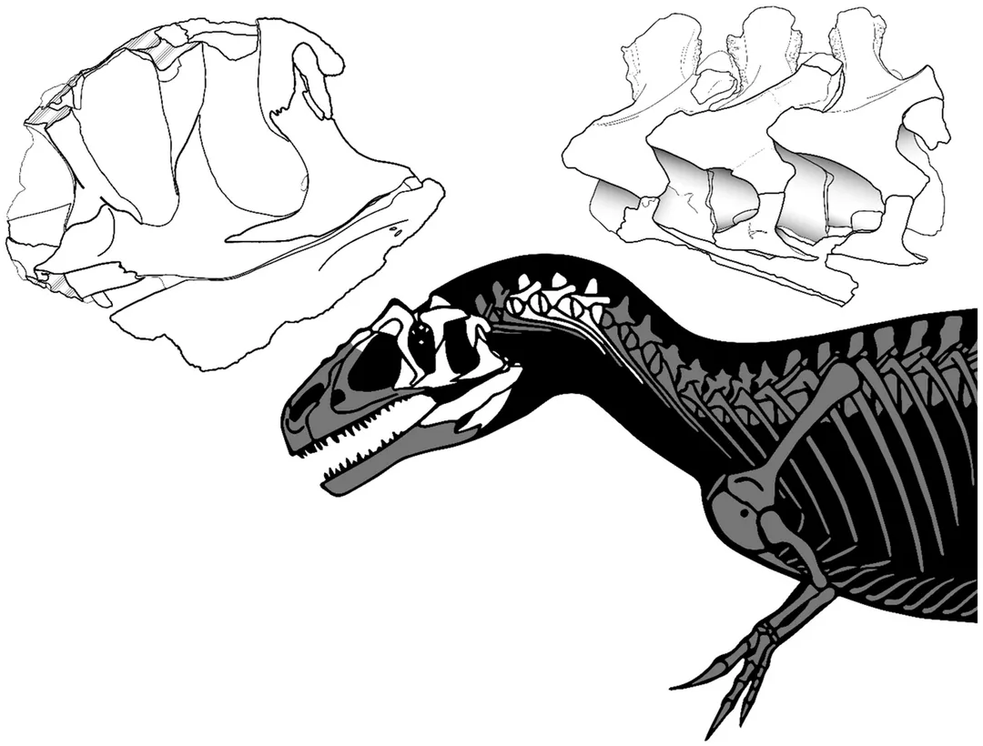 Allosaurus europaeus holotype ML415, found material.