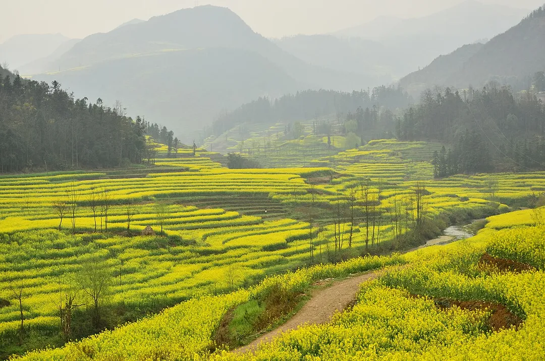 Canola field in Luoping County, Yunnan, China.