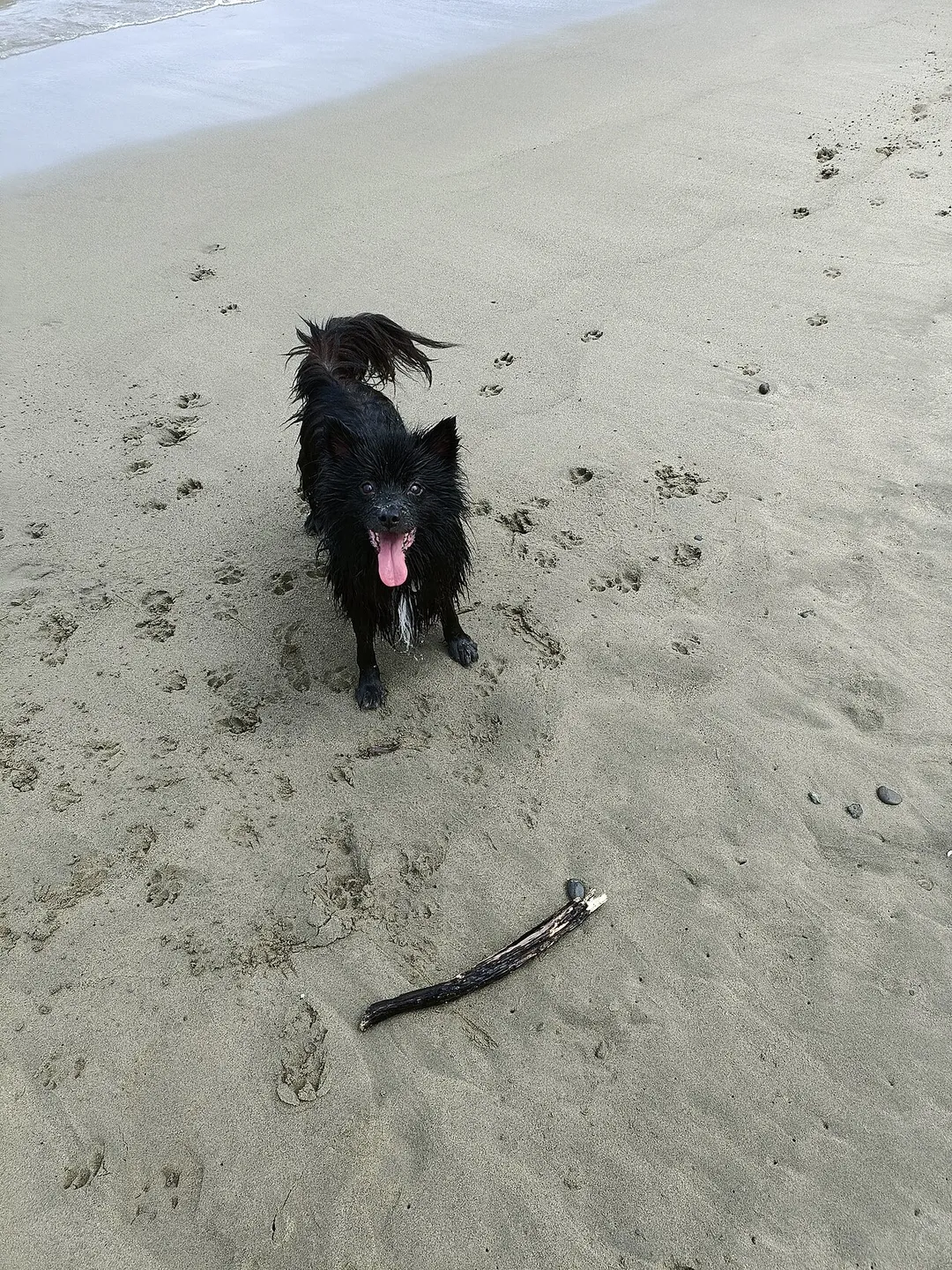 Happy wet black dog with stick at Lyall Bay, Wellington