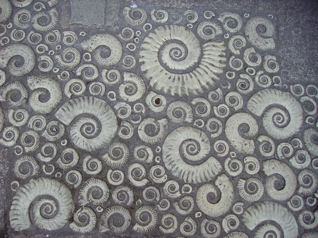 Coade stone ammonites