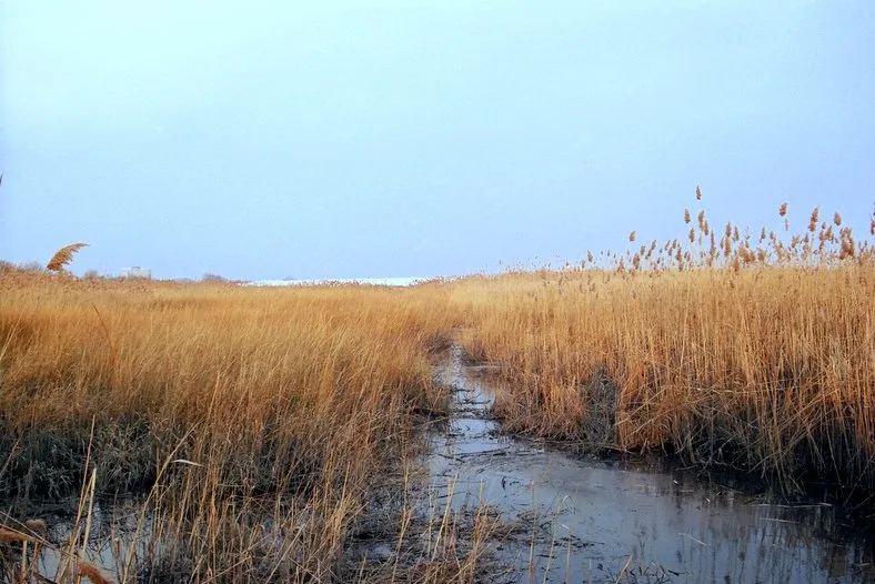 The New Jersey Hackensack Meadowlands as seen from Lyndhurst.